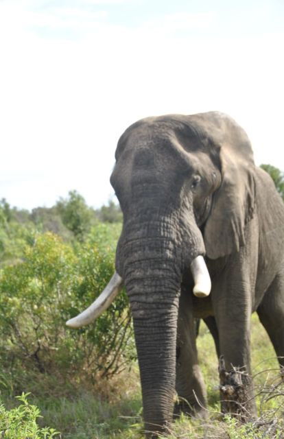 5 Days-Kruger Park and Panorama Route Tour From Johannesburg - Good To Know