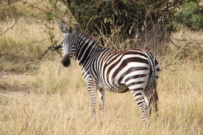 5 Days: Lake Manyara, Olduvai Gorge, Serengeti, Ngorongoro Crater and Tarangire - Good To Know