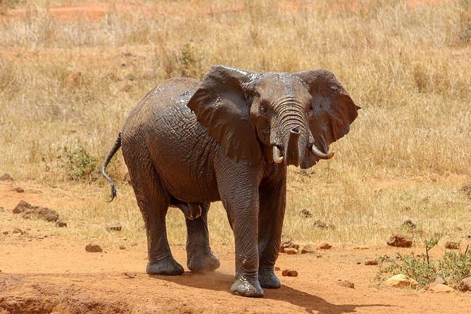 5 Days: Lake Manyara, Olduvai Gorge, Serengeti, Ngorongoro Crater and Tarangire - Inclusions and Amenities