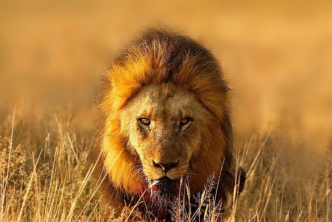 5 Days: Lake Manyara, Olduvai Gorge, Serengeti, Ngorongoro Crater and Tarangire - Health and Accessibility Information