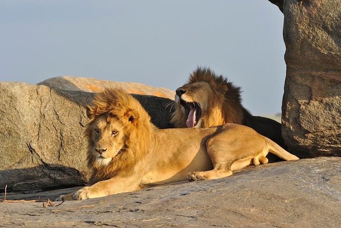 5 Days: Lake Manyara, Olduvai Gorge, Serengeti, Ngorongoro Crater and Tarangire - Private Tour Experience