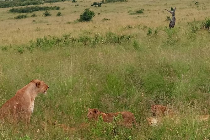 5 Days Lake Mnayara - Serengeti - Ngorongoro - Tarangire Camping Group Safari - Transportation Details