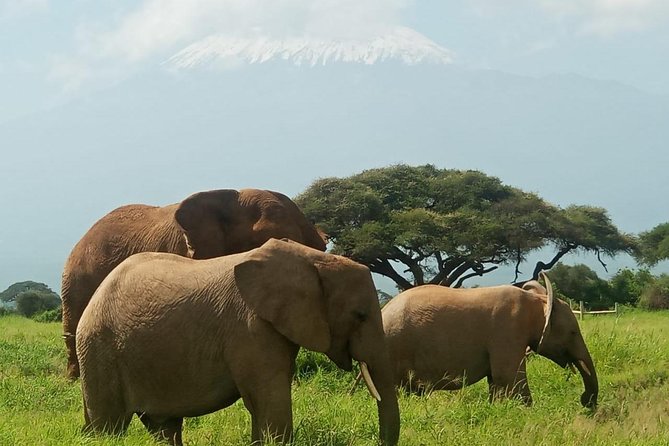 5 Days Lake Mnayara - Serengeti - Ngorongoro - Tarangire Camping Group Safari - Meeting Point Details
