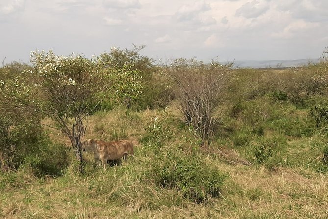 5 Days Lake Mnayara - Serengeti - Ngorongoro - Tarangire Camping Group Safari - Important Notes for Travelers