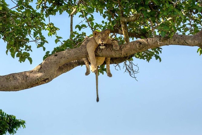 5 Days Luxury Lodge Safari Tour Tanzania - Wildlife Encounters and Safari Drives