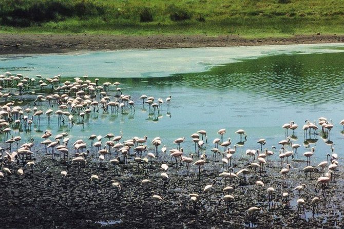 5 Days Luxury Lodge Safari Tour Tanzania - Cultural Immersion and Local Experiences