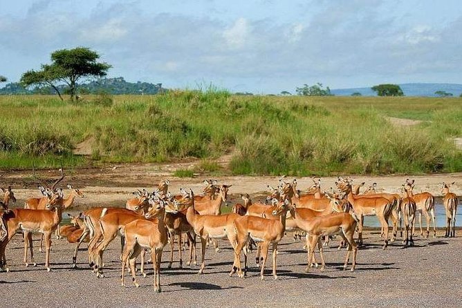 5 Days Luxury Lodge Safari Tour Tanzania - Booking Details and Important Information