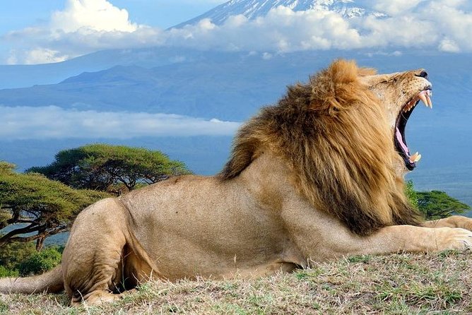 5 Days Maasai Mara, Lake Nakuru, Samburu Private Lodge Safari - Safari Highlights