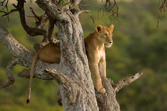 5 Days Magical Kenya Safari Private Tour - Pickup Information