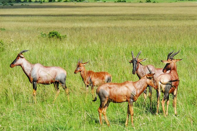 5 Days Mara, Nakuru, Sweetwaters - Meal Inclusions