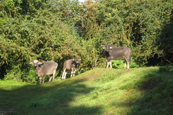 5 Days Mardi Himal Base Camp Trek - Common Questions