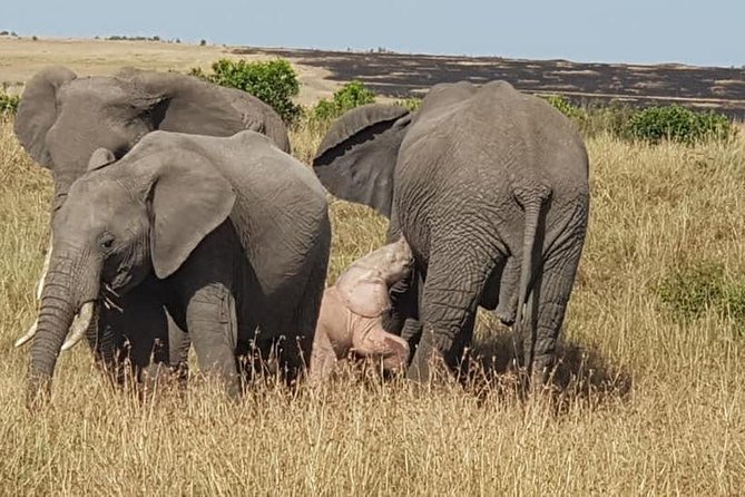 5 Days Masai Mara, Lake Naivasha, Lake Nakuru Safari - Good To Know