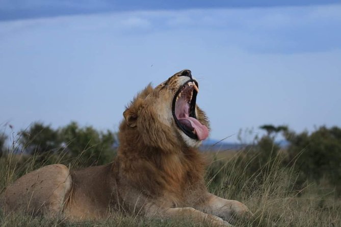 5 Days Masai Mara, Lake Naivasha, Lake Nakuru Safari - Interacting With Maasai Community