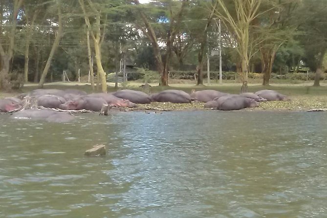 5 Days Masai Mara, Lake Naivasha, Lake Nakuru Safari - Pricing and Booking Details
