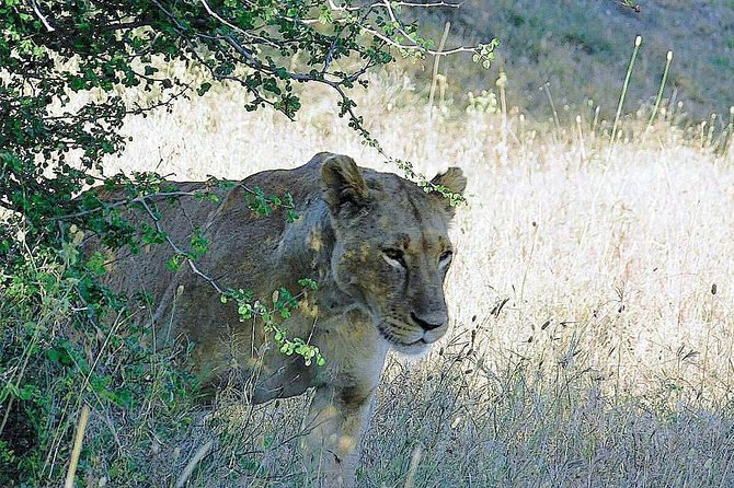 5 Days Masai Mara, Lake Naivasha, Lake Nakuru Safari - Frequently Asked Questions