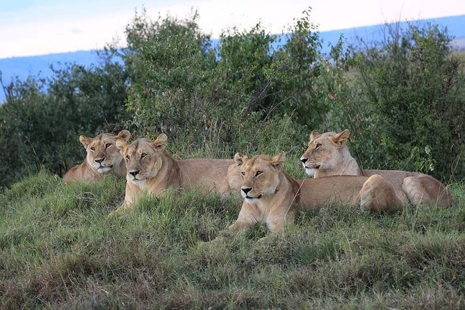 5 Days Masai Mara, Lake Naivasha, Lake Nakuru Safari - The Sum Up