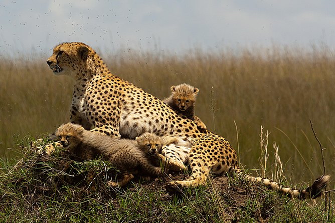 5 Days Masai Mara, Lake Nakuru & Hells Gate Safari From Nairobi - Wildlife Encounters