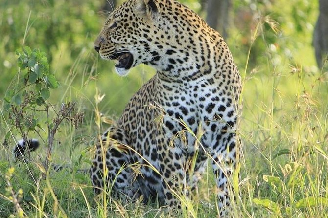 5 Days Masai Mara, Lake Nakuru & Hells Gate Safari From Nairobi - Transportation Logistics