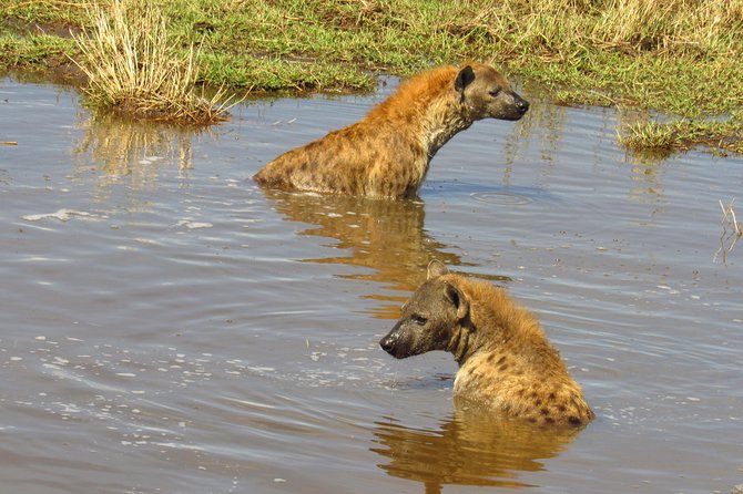 5 Days Masai Mara-Lake Nakuru & Lake Naivasha Hells Gate Safari - Safari Itinerary Overview