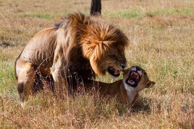 5 Days Masai Mara-Lake Nakuru & Lake Naivasha Hells Gate Safari - Hells Gate National Park Exploration