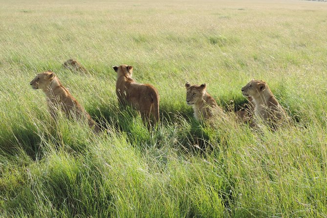 5 Days Masai Mara-Lake Nakuru & Lake Naivasha Hells Gate Safari - Booking Information and Pricing