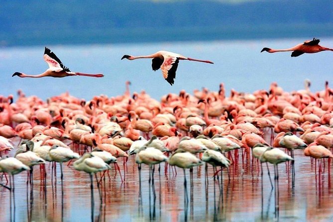 5-Days Masai Mara- Lake Nakuru - Lake Naivasha Kenya Safari Tour - Practical Information and Accessibility