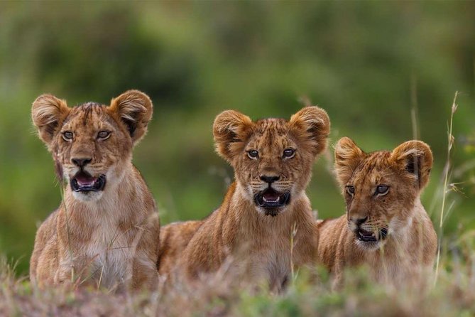 5-Days Masai Mara- Lake Nakuru - Lake Naivasha Kenya Safari Tour - Cancellation Policy and Weather Considerations