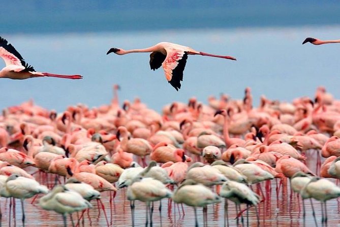 5 Days Masai Mara, Lake Nakuru, Lake Naivasha Magical Wildlife Safari in Kenya - Day 4: Lake Naivasha Wildlife Experience