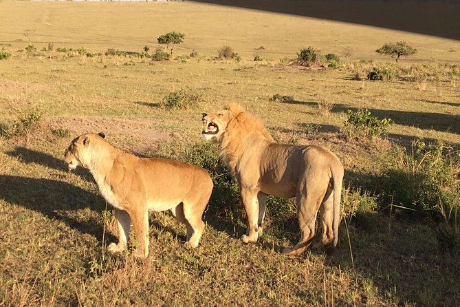 5 Days Masai Mara, Lake Nakuru, Lake Naivasha Magical Wildlife Safari in Kenya - Accommodation and Meals