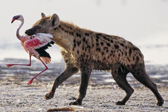 5 Days Masai Mara & Lake Nakuru Mid Range Private Safari - Accommodation Options