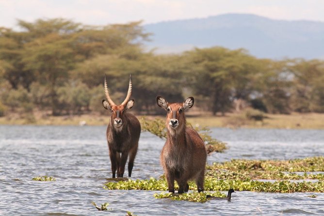 5 Days Masai Mara & Lake Nakuru Mid Range Private Safari - Booking Details and Contact Information