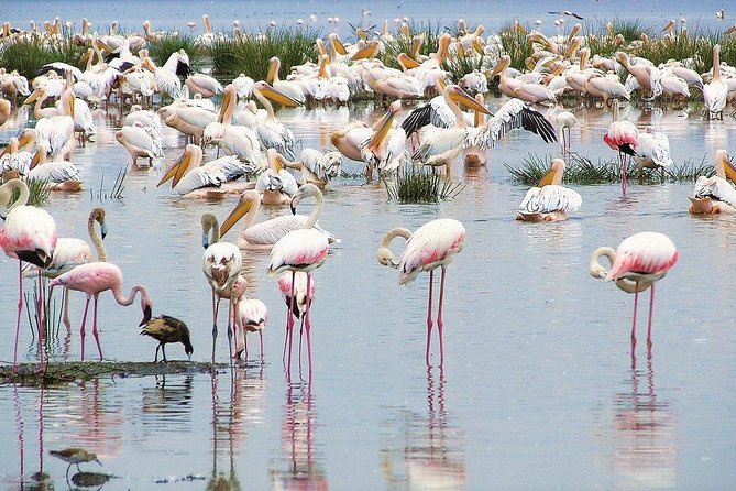 5 Days Masai Mara & Lake Nakuru Mid Range Private Safari - Frequently Asked Questions