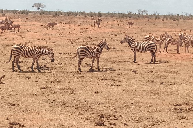 5 Days Masai Mara Safaris + Lake Nakuru - Accommodation Options