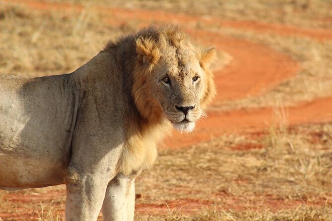 5 Days Masai Mara Safaris + Lake Nakuru - What to Pack