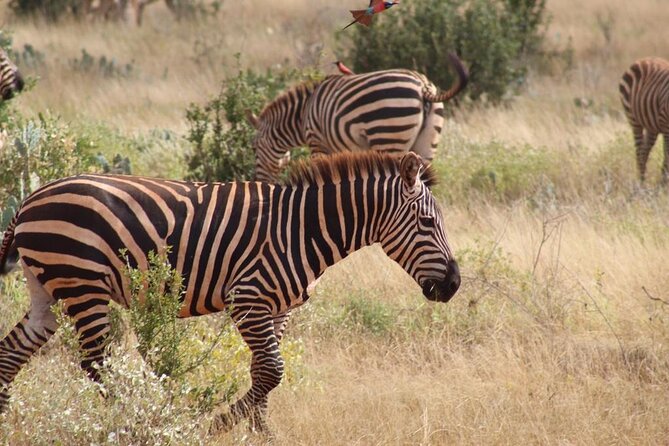 5 Days Masai Mara Safaris + Lake Nakuru - Safety and Guidelines