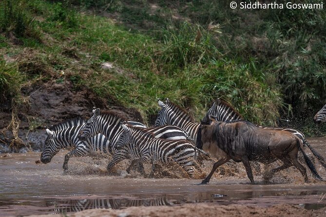 5 Days Masai Mara Wildebeest Migration Safari - Itinerary Highlights