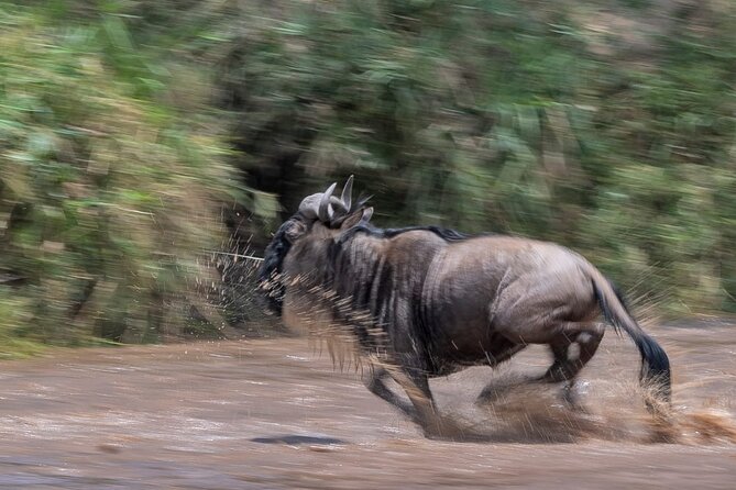 5 Days Masai Mara Wildebeest Migration Safari - Accommodation and Meals