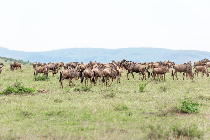 5 Days Masai Mara Wildebeest Migration Safari - The Sum Up