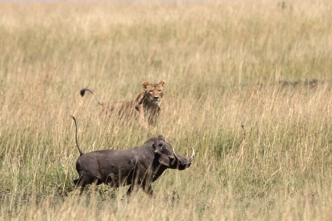 5 Days Mikumi, Ruaha And Udzungwa From Dar Es Salaam - Day 4: Ruaha National Park