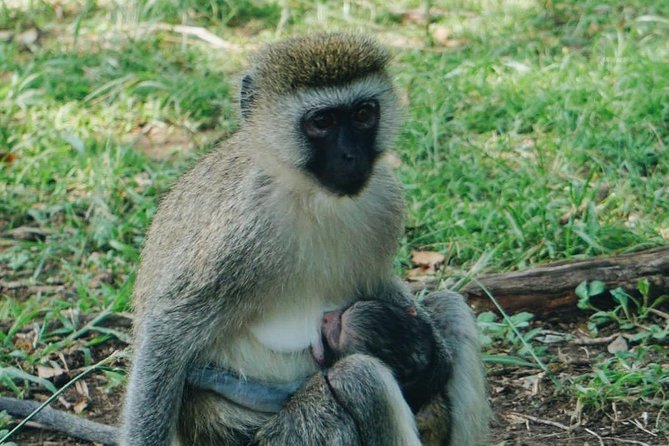 5 DAYS Mt. Kenya Climb - Included Services