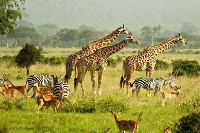 5 Days Murchison Safari With Chimpanzee Trekking (Budget) - Good To Know