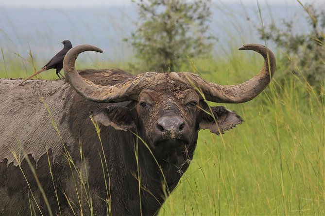 5 Days Murchison Safari With Chimpanzee Trekking (Budget) - Itinerary Details