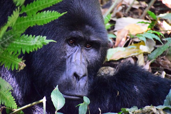 5 Days Murchison Safari With Chimpanzee Trekking (Budget) - Pickup and Logistics