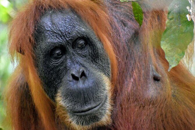 5 Days North Sumatera Adventure : Bukit Lawang & Mount Sibayak - Overview of the Tour Experience