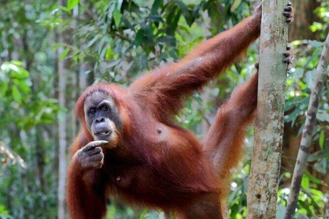 5 Days North Sumatra Adventure : Bukit Lawang & Mount Sibayak - Exploring the 5-Day North Sumatra Adventure