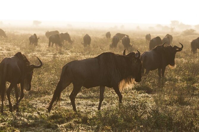 5 Days Northern Tanzania Budget Group Joining Safari - Frequently Asked Questions