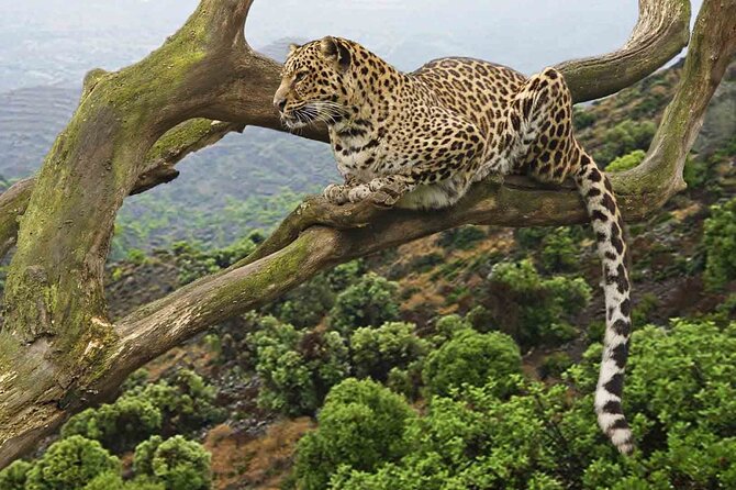 5 Days Nothern Tanzania Camping Safari - Cultural Immersion Activities