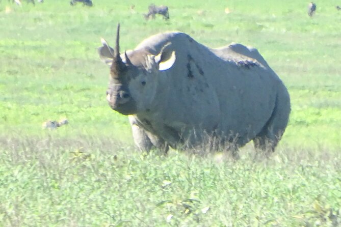 5 Days Nothern Tanzania Camping Safari - Tips for a Memorable Safari