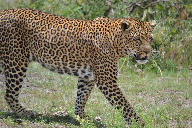 5 Days Ol Pejeta-Lake Nakuru-Masai Mara Mid-Range 4 X 4 Jeep Tour - Itinerary Highlights