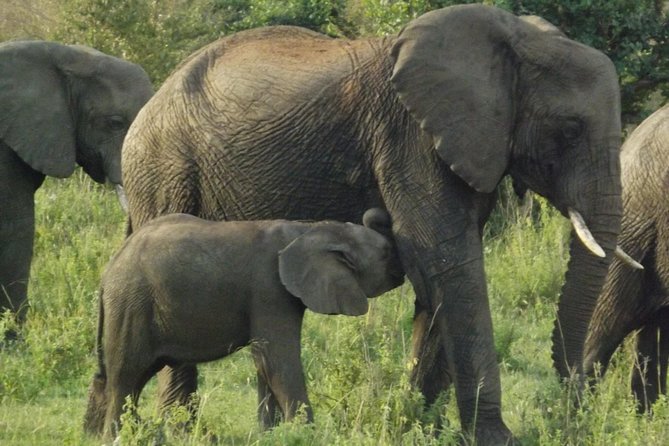 5 Days Ol Pejeta-Lake Nakuru-Masai Mara Mid-Range 4 X 4 Jeep Tour - Tour Inclusions and Exclusions